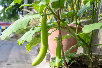 Green eggplant is growing in the garden.