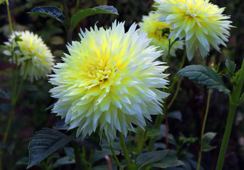 Blooming yellow dahlia in the garden. Dahlia is a genus of bushy, tuberous, herbaceous perennial...