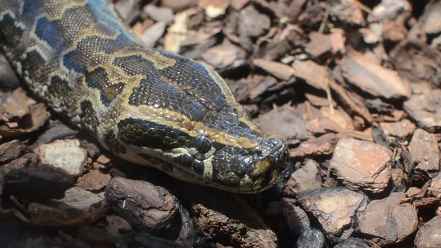 The head of a large multi-colored python
