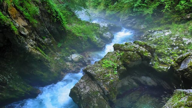 Radovna River flowing fast at Vintagr gorge, Slovenia, with lush green surrounding nature.