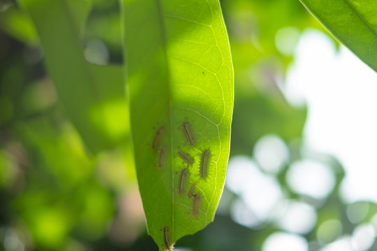 The name of Mangbong Harn..Common name Nettle Caterpillar.Scientific name Parasa lepida.The worm is eating the leaves.