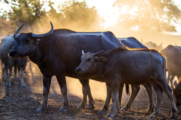 Blurred wallpaper (buffalo flocks) that live together, many of which are walking for food, natural beauty, are animals that are used to farm for agriculture, rice farming.