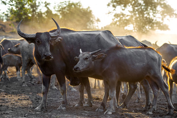 Blurred wallpaper (buffalo flocks) that live together, many of which are walking for food, natural beauty, are animals that are used to farm for agriculture, rice farming.