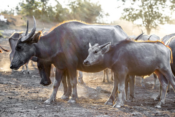 Blurred wallpaper (buffalo flocks) that live together, many of which are walking for food, natural beauty, are animals that are used to farm for agriculture, rice farming.