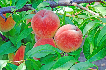Fruits of ripe red peach on a background of green peach foliage in the garden