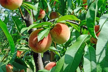 Fruits of ripe red peach on a background of green peach foliage in the garden
