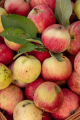 Background of apples. Apples are in the basket