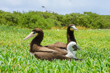 Sula leucogaster, famfamily yelow-footed booby, Sula sula, Los Roques National Park