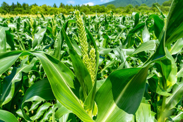 【青森県弘前市岩木山麓】とうもろこしの花が満開