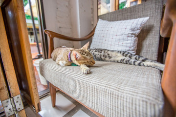 Close-up view of 2 cats playing in a chair, motion blur while waiting for the owner or food during the day.
