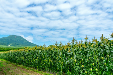 【青森県弘前市岩木山麓】とうもろこしの花が満開