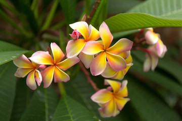Tropical pink and yellow frangipani flowers on green leaves background. Close up plumeria tree.