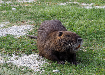 Large coypu or nutria, an herbivorous semiaquatic rodent, on a field of northern Italy.