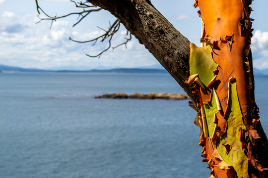 Red Tree on Water