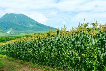 【青森県弘前市岩木山麓】とうもろこしの花が満開