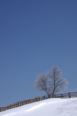 삼양목장. 나무. 대관령. 서리. 잔성. 설경. 겨울. 풍경.