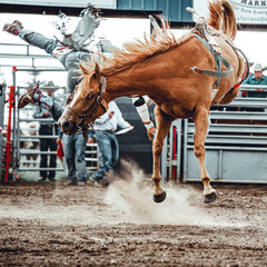 Bowden, Canada, 27 july 2019 / Cowboy and wild horse during a bronco riding exihibition in the Bowden Daze, the town rodeo