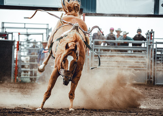 Wild horse bucking and rearing after throwing off the cowboy during bronco riding town rodeo - obrazy, fototapety, plakaty