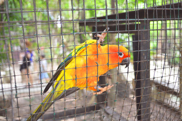 A little beautiful color parrot gazes at visitors in a cage in a park,Thailand