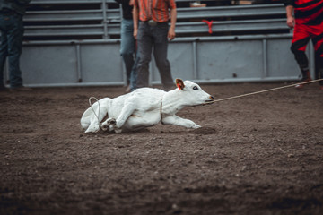Animal cruelty during western rodeo: sweet little white calf tied up and dragged around during roping competition © laura