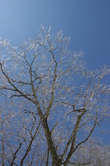 삼양목장. 나무. 대관령. 서리. 잔성. 설경. 겨울. 풍경.