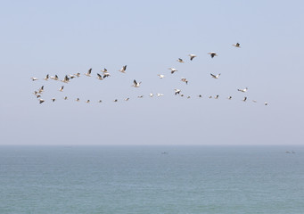 les oiseaux et la forme en poisson 