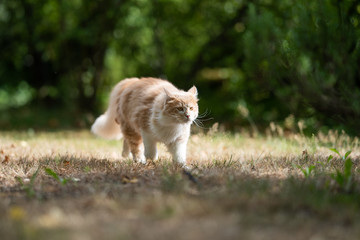 Naklejka na ściany i meble young cream tabby ginger white maine coon cat on the move outdoors in the garden walking on dried up grass on a hot and sunny summer day