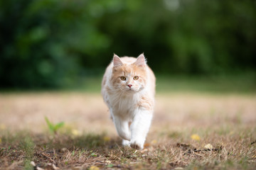 Naklejka na ściany i meble front view of a young cream tabby ginger white maine coon cat walking towards camera on dried up grass outdoors in nature looking ahead on a hot summer day