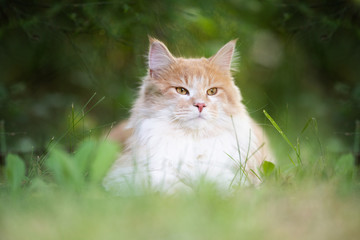 Naklejka na ściany i meble portrait of a young cream tabby ginger white maine coon cat resting outdoors on grass in nature observing the area