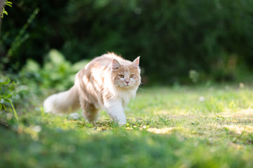 young cream tabby ginger white maine coon cat with fluffy tail on the prowl outdoors in the garden on a sunny summer day