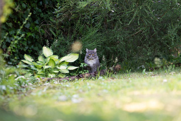 young blue tabby maine coon cat sitting in a bush outdoors in the garden looking at camera curiously