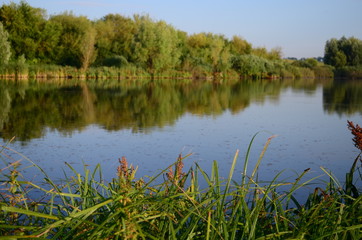 Summer landscape with lake in the field and blue sky and green grass at the morning
