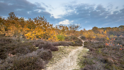 Footpath through heathland in yelow autumn colors