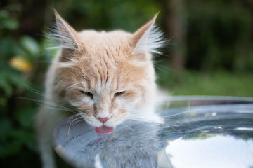 young cream tabby ginger white maine coon cat drinking water from a metal bowl outdoors in the back...