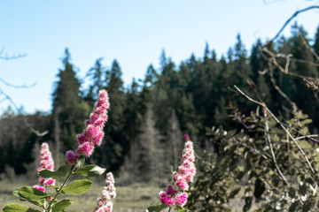 Pink Flowers in Forest