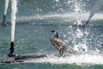 Bird in Fountain