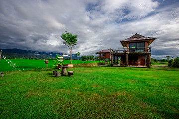 The close-up natural background of green rice fields, behind a large mountain and mist flowing through the blurred foliage, is a natural beauty seen in the countryside