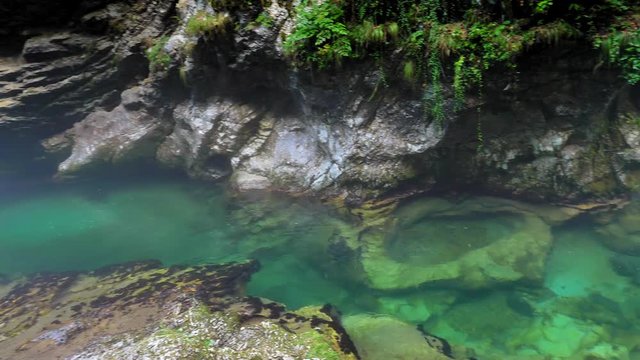 Radovna River flowing fast at Vintagr gorge, Slovenia, with lush green surrounding nature.