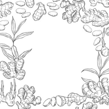 Vector background with hand drawn ginger, root, leaves. Sketch illustration.
