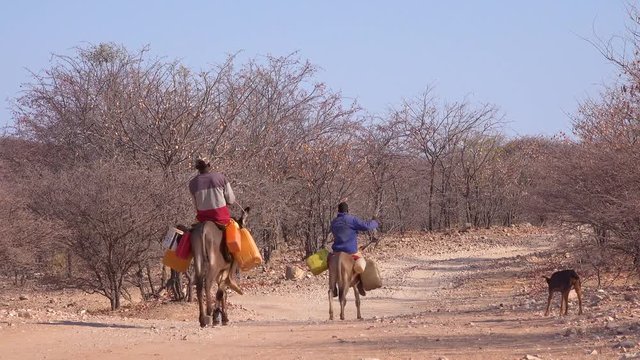 Two Himba men ride donkeys along a dusty road in Africa, Damaraland, Namibia bringing water to remote villages.