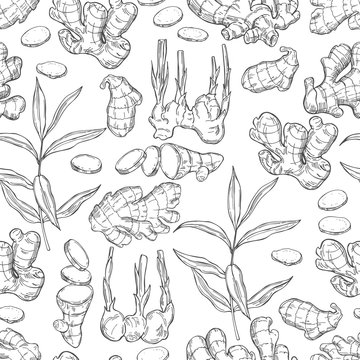 Hand drawn Ginger, root, leaves. Vector  seamless pattern.