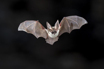 Flying Grey long eared bat