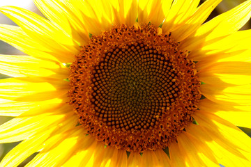 Obraz premium close-up of a beautiful sunflower in a field