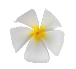 Fototapeta na wymiar White Plumeria flower isolated on white background. with clipping path.
