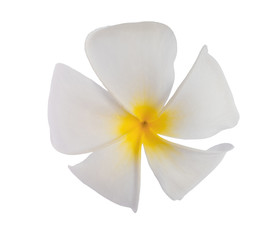 White Plumeria flower isolated on white background. with clipping path.