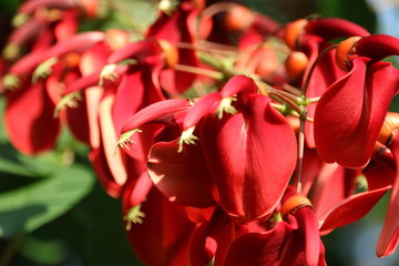 真っ赤なカイコウズの花（アメリカデイゴ）