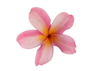 Fototapeta na wymiar Pink Plumeria flower isolated on white background. with clipping path.