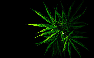Naklejka na ściany i meble Cannabis plant. Cannabis sativa (Hemp) has CBD. Marijuana (weed) green leaves on black background. Hemp farm. Cannabis cultivation for medical or recreational purposes. Herbal plant. Narcotics drugs.