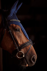horse head portrait. beautiful horse in ear muffs