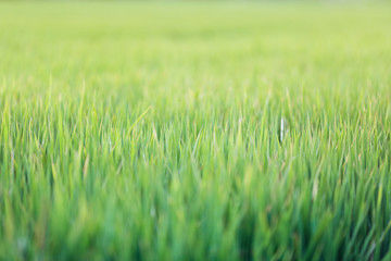 Fototapeta na wymiar Green grass texture background, Green lawn, Backyard for background, wallpaper, Green lawn desktop picture, Park lawn texture. Wet grass texture with water drops after rain. Fresh plants background